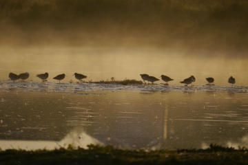 Sightings and news to week ending 31 August